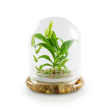Load image into Gallery viewer, Live Pitcher Plant Terrarium, Nepenthes Tobaica with Moss, Must-have Home Décor - Orchid Gene