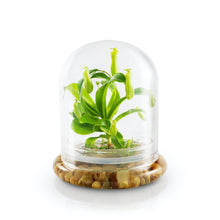 Load image into Gallery viewer, Live Pitcher Plant Terrarium, Nepenthes Tobaica with Moss, Must-have Home Décor - Orchid Gene