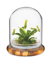 Load image into Gallery viewer, Live Pitcher Plant Terrarium, Nepenthes Tobaica with Moss, Must-have Home Décor - Orchid Gene