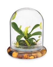 Load image into Gallery viewer, Live Pitcher Plant Terrarium, Nepenthes Tobaica with Moss, Must-have Home Décor - Orchid Gene