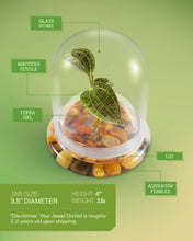 Load image into Gallery viewer, Jewel Orchid Terrarium, Macodes Petola, Great Unique Gift, 100% Growth Guarantee - Orchid Gene