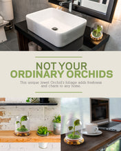 Load image into Gallery viewer, Jewel Orchid Terrarium, Macodes Petola, Great Unique Gift, 100% Growth Guarantee - Orchid Gene