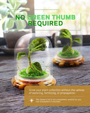 Load image into Gallery viewer, Jewel Orchid Terrarium, Macodes Petola, Great Unique Gift, 100% Growth Guarantee - Orchid Gene