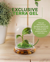 Load image into Gallery viewer, Jewel Orchid Terrarium, Macodes Petola, Great Unique Gift, 100% Growth Guarantee - Orchid Gene