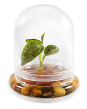 Load image into Gallery viewer, Jewel Orchid Terrarium, Macodes Petola, Great Unique Gift, 100% Growth Guarantee - Orchid Gene