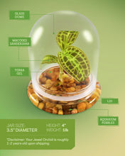 Load image into Gallery viewer, Jewel Orchid Terrarium, Macodes Sanderiana, Great Unique Gift, 100% Growth Guarantee - Orchid Gene