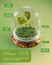 Load image into Gallery viewer, Jewel Orchid Terrarium, Macodes Sanderiana, Great Unique Gift, 100% Growth Guarantee - Orchid Gene
