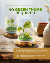 Load image into Gallery viewer, Jewel Orchid Terrarium, Macodes Sanderiana, Great Unique Gift, 100% Growth Guarantee - Orchid Gene