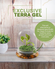 Load image into Gallery viewer, Jewel Orchid Terrarium, Macodes Sanderiana, Great Unique Gift, 100% Growth Guarantee - Orchid Gene