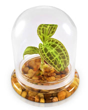 Load image into Gallery viewer, Jewel Orchid Terrarium, Macodes Sanderiana, Great Unique Gift, 100% Growth Guarantee - Orchid Gene