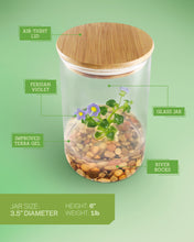 Load image into Gallery viewer, Persian Violet (Exacum Affine), Rare Violet Flower Terrarium, Anniversary Gift - Orchid Gene