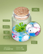 Load image into Gallery viewer, Spoon-leaved Sundew, Drosera Spatulata, Sticky Flypaper 2.0 - Orchid Gene