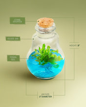 Load image into Gallery viewer, Venus Flytrap Terrarium, Signature Product, Amazon's Choice, Walmart Best Sellers #1 in 2022 - Orchid Gene