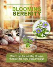 Load image into Gallery viewer, Persian Violet (Exacum Affine), Rare Violet Flower Terrarium, Anniversary Gift - Orchid Gene