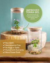 Load image into Gallery viewer, Persian Violet (Exacum Affine), Rare Violet Flower Terrarium, Anniversary Gift - Orchid Gene