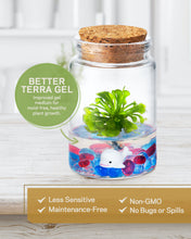 Load image into Gallery viewer, Spoon-leaved Sundew, Drosera Spatulata, Sticky Flypaper 2.0 - Orchid Gene