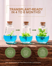 Load image into Gallery viewer, Venus Flytrap Terrarium, Signature Product, Amazon's Choice, Walmart Best Sellers #1 in 2022 - Orchid Gene