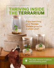 Load image into Gallery viewer, Persian Violet (Exacum Affine), Rare Violet Flower Terrarium, Anniversary Gift - Orchid Gene