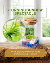 Load image into Gallery viewer, Spoon-leaved Sundew, Drosera Spatulata, Sticky Flypaper 2.0 - Orchid Gene