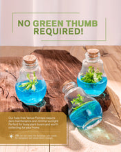 Load image into Gallery viewer, Venus Flytrap Terrarium, Signature Product, Amazon's Choice, Walmart Best Sellers #1 in 2022 - Orchid Gene