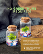 Load image into Gallery viewer, Spoon-leaved Sundew, Drosera Spatulata, Sticky Flypaper 2.0 - Orchid Gene