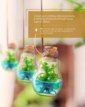 Load image into Gallery viewer, Venus Flytrap Terrarium, Signature Product, Amazon's Choice, Walmart Best Sellers #1 in 2022 - Orchid Gene