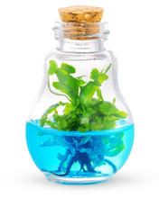 Load image into Gallery viewer, Venus Flytrap Terrarium, Signature Product, Amazon's Choice, Walmart Best Sellers #1 in 2022 - Orchid Gene