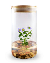 Load image into Gallery viewer, Persian Violet (Exacum Affine), Rare Violet Flower Terrarium, Anniversary Gift - Orchid Gene