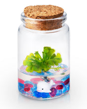 Load image into Gallery viewer, Spoon-leaved Sundew, Drosera Spatulata, Sticky Flypaper 2.0 - Orchid Gene