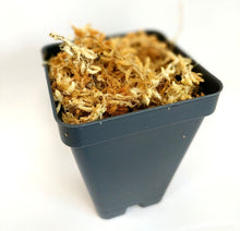 Load image into Gallery viewer, Transplant Kit, Spagmoss Peat Moss with 1 Planter, For All Orchids - Orchid Gene
