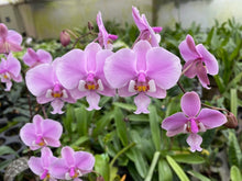 Load image into Gallery viewer, Phalaenopsis Schilleriana 'TKB', Schiller's Phalaenopsis, Popular Pinky Flowers - Orchid Gene