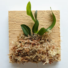 Load image into Gallery viewer, Phalaenopsis Tetraspis 'C1', Random Petal Color in Red or White - Orchid Gene