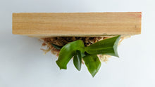 Load image into Gallery viewer, Phalaenopsis Tetraspis 'C1', Random Petal Color in Red or White - Orchid Gene