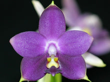 Load image into Gallery viewer, Phalaenopsis Violacea Coerulea &#39;Indigo&#39;, The Violet Phalaenopsis, Rare Blue Flower
