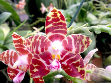 Load image into Gallery viewer, Phalaenopsis Amboinensis 'Nicole' AM/AOS, Red Stripes Flower, Potted - Orchid Gene