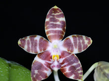 Load image into Gallery viewer, Phalaenopsis Amboinensis 'Nicole' AM/AOS, Red Stripes Flower, Potted - Orchid Gene