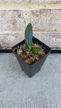 Load image into Gallery viewer, Phalaenopsis Amboinensis 'Nicole' AM/AOS, Red Stripes Flower, Potted - Orchid Gene