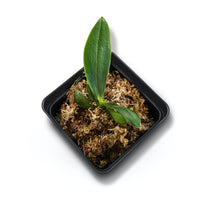 Load image into Gallery viewer, Phalaenopsis Amboinensis 'Nicole' AM/AOS, Red Stripes Flower, Potted - Orchid Gene