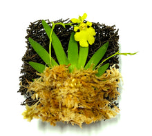 Load image into Gallery viewer, Psygmorchis Pusilla, Miniature Oncidium Orchid, Wood Mount - Orchid Gene