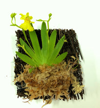 Load image into Gallery viewer, Psygmorchis Pusilla, Miniature Oncidium Orchid, Wood Mount - Orchid Gene