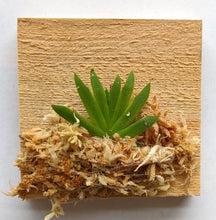 Load image into Gallery viewer, Psygmorchis Pusilla, Miniature Oncidium Orchid, Wood Mount - Orchid Gene
