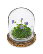 Load image into Gallery viewer, Persian Violet (Exacum Affine) with Sundew Moss, All Season Flowering, Dome Glass - Orchid Gene