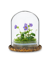 Load image into Gallery viewer, Persian Violet (Exacum Affine) with Sundew Moss, All Season Flowering, Dome Glass - Orchid Gene