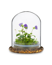 Load image into Gallery viewer, Persian Violet (Exacum Affine) with Sundew Moss, All Season Flowering, Dome Glass - Orchid Gene
