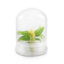 Load image into Gallery viewer, Live Celosia Terrarium, Cockscomb, Zero Care, Always Blooming, Great for Work and Home - Orchid Gene