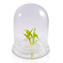 Load image into Gallery viewer, Live Celosia Terrarium, Cockscomb, Zero Care, Always Blooming, Great for Work and Home - Orchid Gene