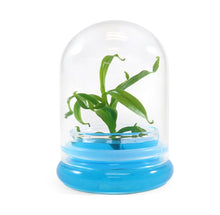 Load image into Gallery viewer, Miniature Pitcher Plant Terrarium, Nepenthes Tobaica, Hairy Pitfall Traps, Carnivorous Species
