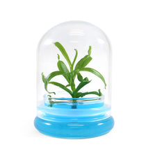 Load image into Gallery viewer, Miniature Pitcher Plant Terrarium, Nepenthes Tobaica, Hairy Pitfall Traps, Carnivorous Species - Orchid Gene