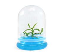 Load image into Gallery viewer, Miniature Pitcher Plant Terrarium, Nepenthes Tobaica, Hairy Pitfall Traps, Carnivorous Species - Orchid Gene