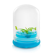 Load image into Gallery viewer, Miniature Pitcher Plant Terrarium, Nepenthes Tobaica, Hairy Pitfall Traps, Carnivorous Species - Orchid Gene